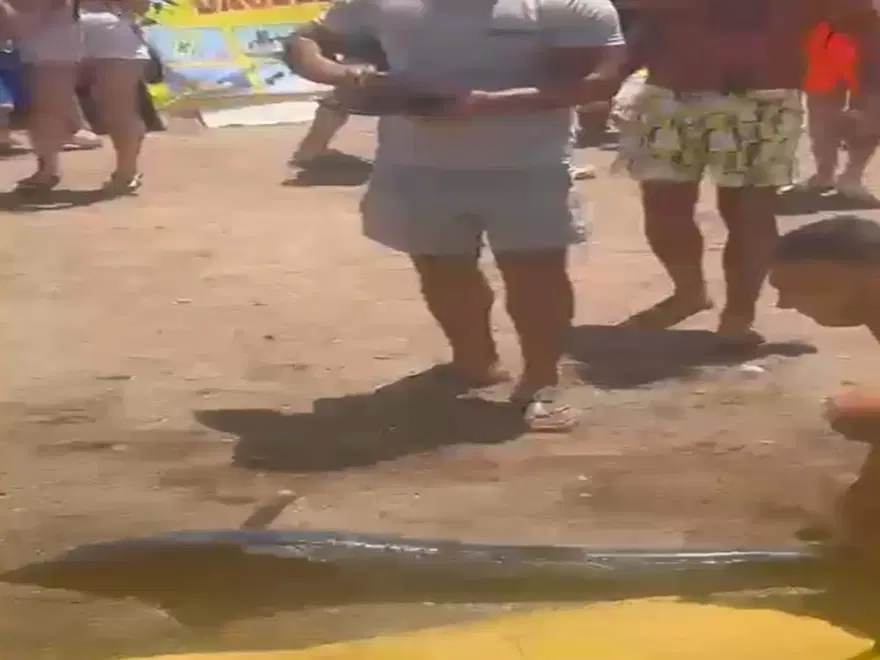 Kılıç balığını kuyruğundan çekip karaya çıkardı cezayı yedi 1