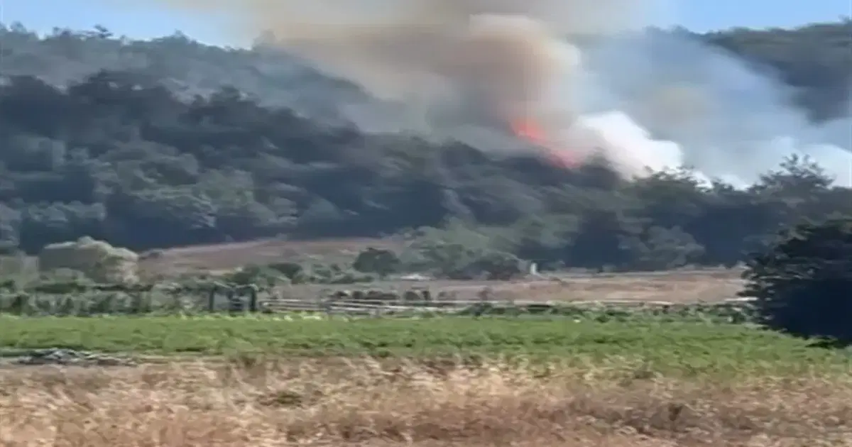 Bursa'da orman yangını. Ekipler müdahale ediyor