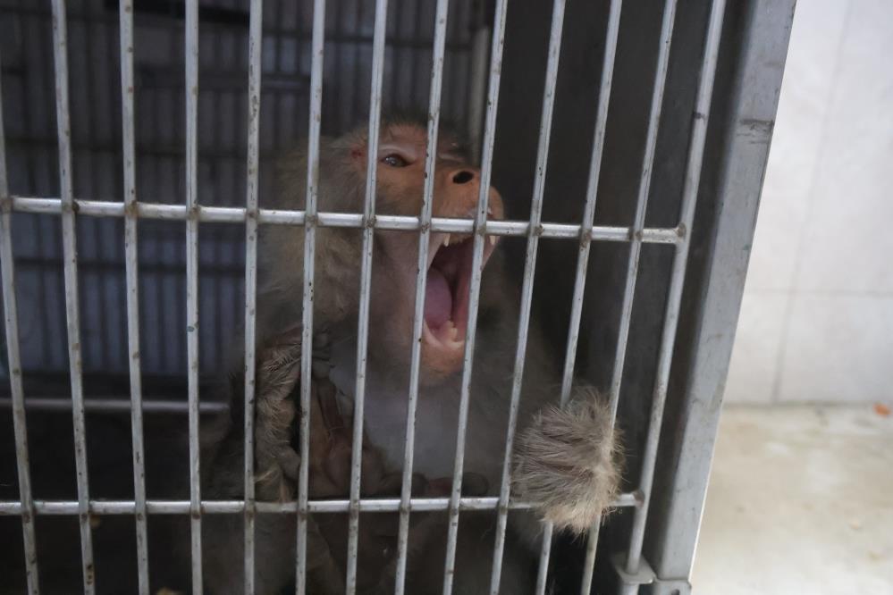 Firari maymun konteyner kentte ortalığı birbirine kattı