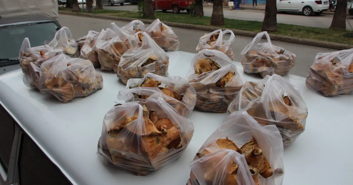 Yağmur yağınca ortaya çıkıyor, kendiliğinden yetişiyor:  Tezgahta kilosu 350 TL