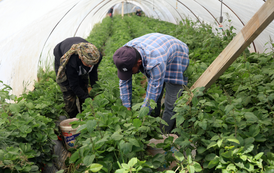 Halde 25, markette 150 lira. Antalya çileğinde sezon sonu
