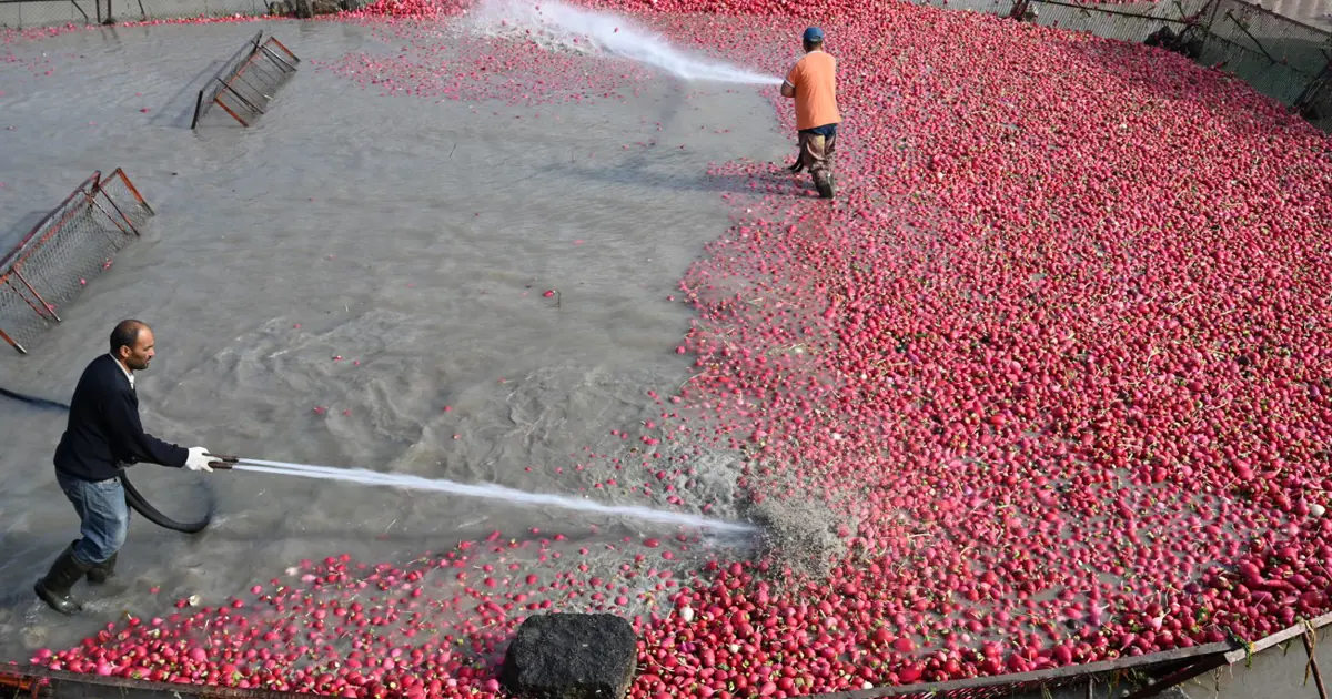 Çamurlarını temizlemek için saatlerce uğraşıyorlar. Şifa deposu besinde zahmetli hasat