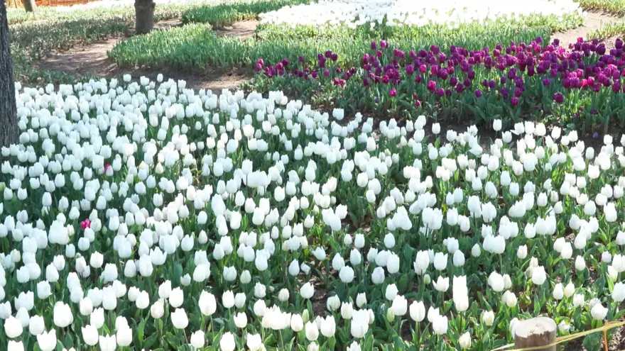 Lale zamanı başladı. 3 milyon 580 bin lale dikildi
1