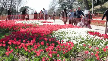 Lale zamanı başladı. 3 milyon 580 bin lale dikildi
