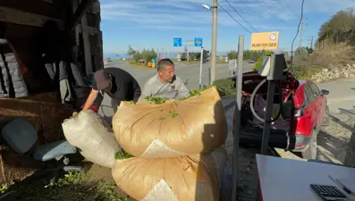 800 bin dekar alanda 200 bin üretici tarafından yetiştiriliyor! Sıcak hava yüzünden bu yıl yeniden yeşerdi