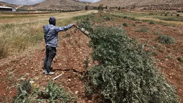 İsrailli yerleşimciler Batı Şeria'da zeytin ağaçlarını kesti
