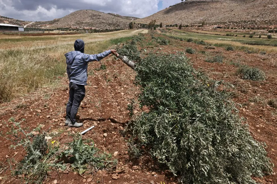 İsrailli yerleşimciler Batı Şeria'da zeytin ağaçlarını kesti
