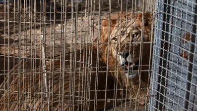 6 metre tırmanarak kafese giren adam aslan saldırısında öldü