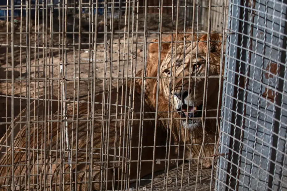 6 metre tırmanarak kafese giren adam aslan saldırısında öldü