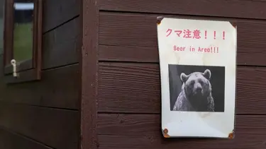 Ayılar şehirlerde: Japonya emekli polis ve askerleri göreve çağırdı