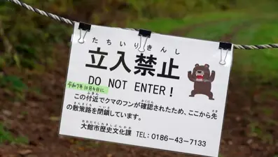 Ayılar 13 kişiyi öldürdü, görüldükleri yerde vurulacaklar