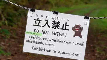 Ayılar 13 kişiyi öldürdü, görüldükleri yerde vurulacaklar