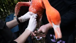 İspanya kuş gribi alarmı: 2 milyon hayvan itlaf edildi