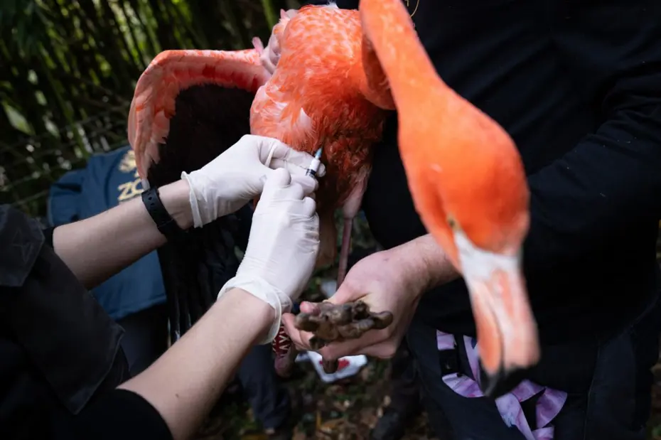 İspanya'da kuş gribi alarmı: 2 milyon hayvan itlaf edildi
