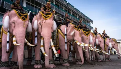 Pembe filler Tayland'da merhum kraliçe için yürüdü