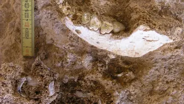 Fas'ta, 773 bin yıl öncesine ait insan fosilleri bulundu