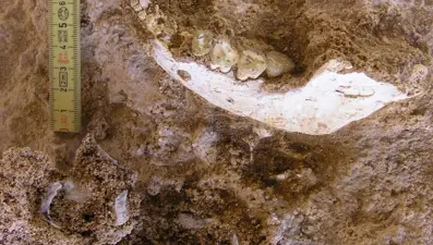 Fas'ta, 773 bin yıl öncesine ait insan fosilleri bulundu