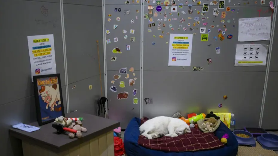 Kanyon kedi dünya basınında. 