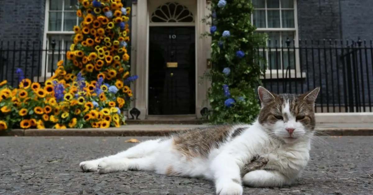 İngiltere’nin "Baş fare avcısı" Larry. Görevde 15. yılında, 6 başbakan eskitti