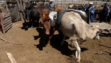 Güney Afrika'da şap salgını. "Ulusal afet hali" ilan edildi