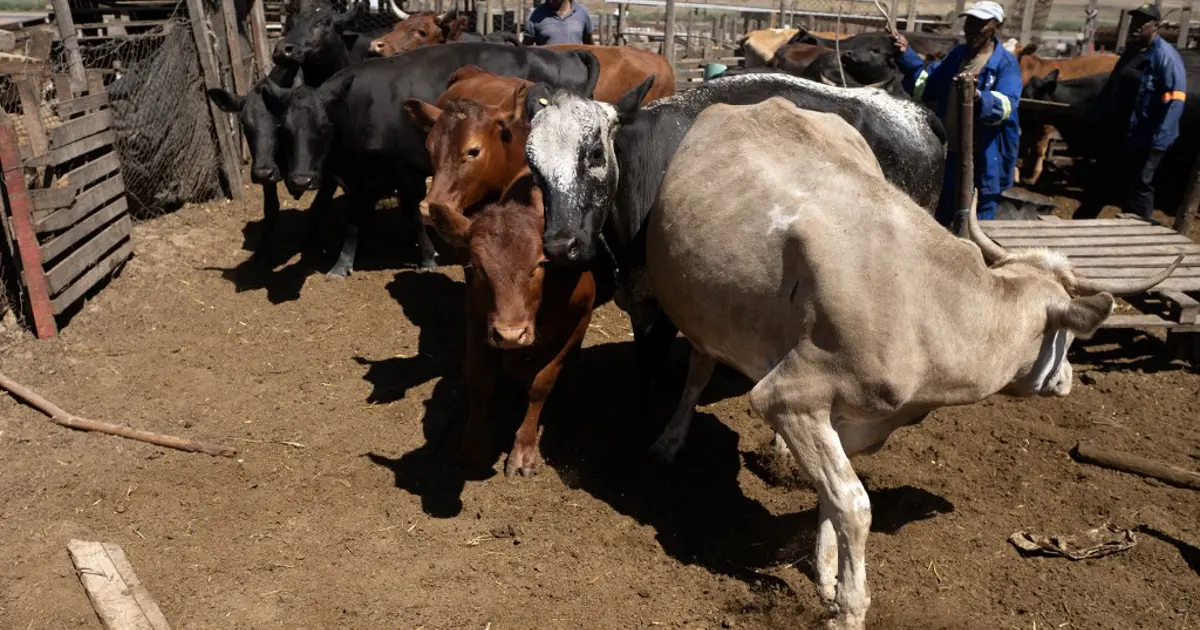 Güney Afrika'da şap salgını. "Ulusal afet hali" ilan edildi