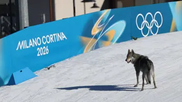 Kış Olimpiyatları'nda piste kurt köpeği girdi, fotofiniş tarafından görüntülendi