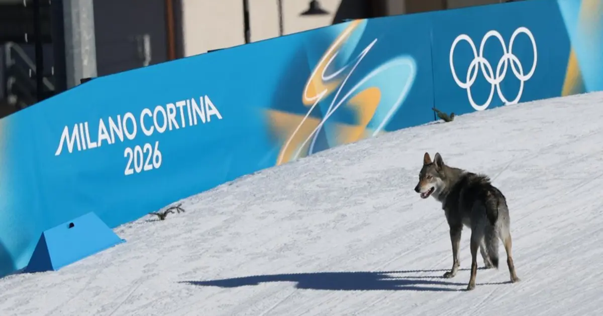 Kış Olimpiyatları'nda piste kurt köpeği girdi, fotofiniş tarafından görüntülendi