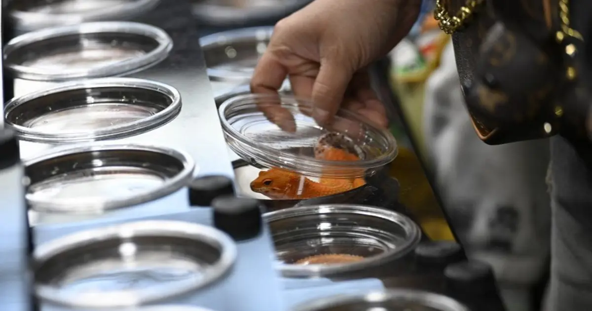 Pekin'de fuar doldu taştı. Sıra dışı evcil hayvanlar yok satıyor