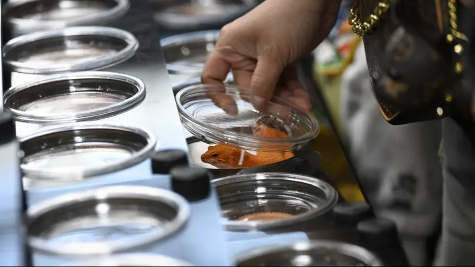 Pekin'de fuar doldu taştı. Sıra dışı evcil hayvanlar yok satıyor