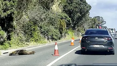  Uykucu fok yolu kapattı