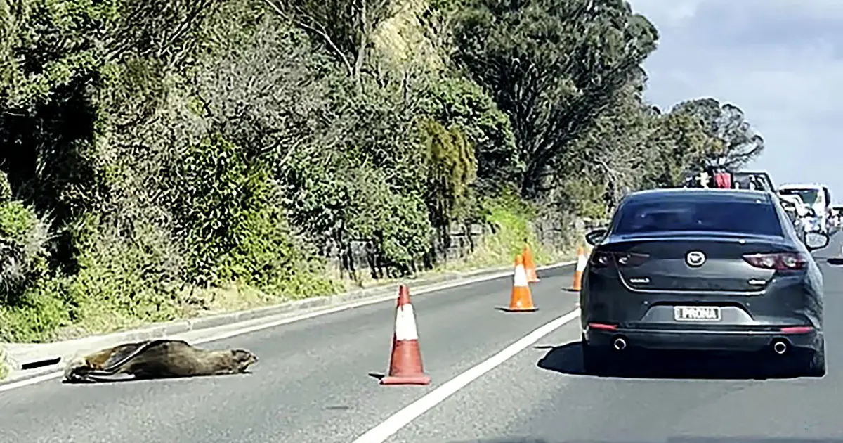 Trafikte sürpriz: Uykucu fok yolu kapattı