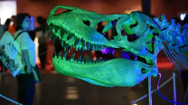 70 milyon yıllık kayıp dinozor evine dönüyor