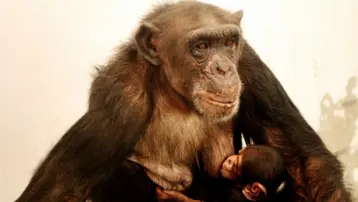 Çince ve İngilizce bilen "dahi" şempanze öldü