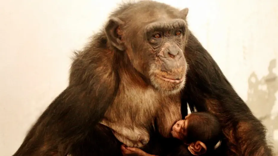 Çince ve İngilizce bilen 