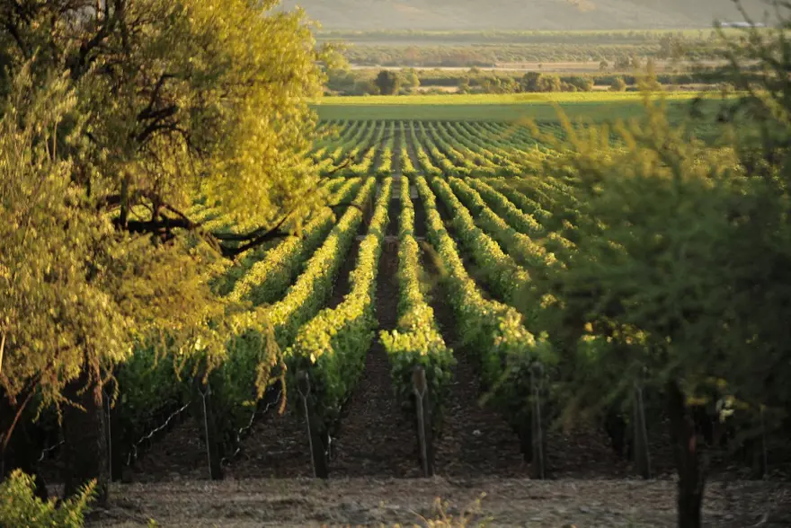 COLCHAGUA VADİSİ 2 COLCHAGUA VADİSİ 2