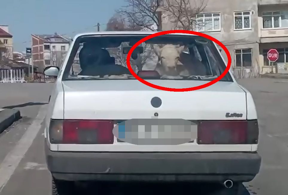 Buzağıyı arka koltukta veterinere götürdüler!