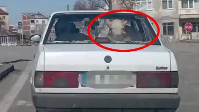 Buzağıyı arka koltukta veterinere götürdüler!
