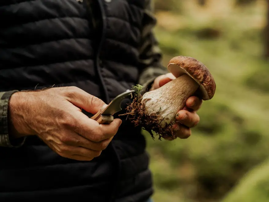 Bilim insanlarında uyarı: Google'ın yapay zeka ile oluşturulmuş mantar görselleri ölümcül olabilir! 2 Bilim insanlarında uyarı: Google'ın yapay zeka ile oluşturulmuş mantar görselleri ölümcül olabilir! 2