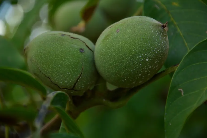 Sabah erken saatte hasadı başladı:  13 bin 400 dekar alanda üretiliyor 1