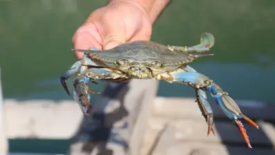 Mavi yengeci avlamanın cezası 5 bin TL