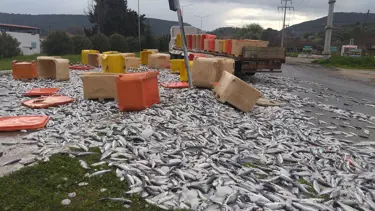 TIR kaza yaptı, tonlarca balık yola döküldü