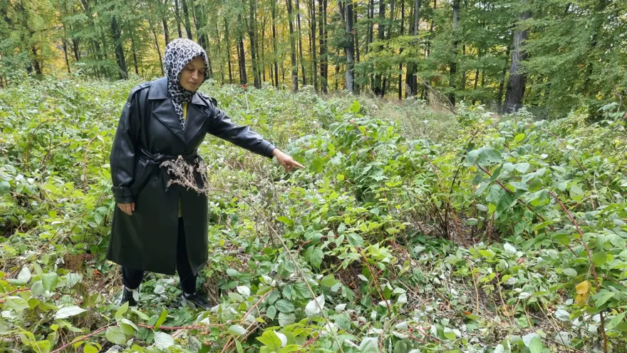 3 yıl önce kurmuştu: İlk hasadını ayılara kaptırdı 