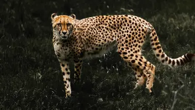 Çitaların nesli tükeniyor: Sayıları yüzde 93 azaldı