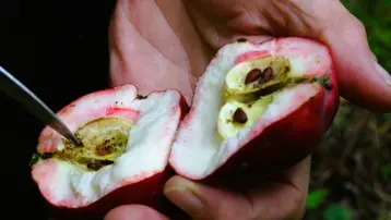 Öksürük, bronşit ve karaciğere iyi geldiği söyleniyor: Şifa kaynağında hasat dönemi