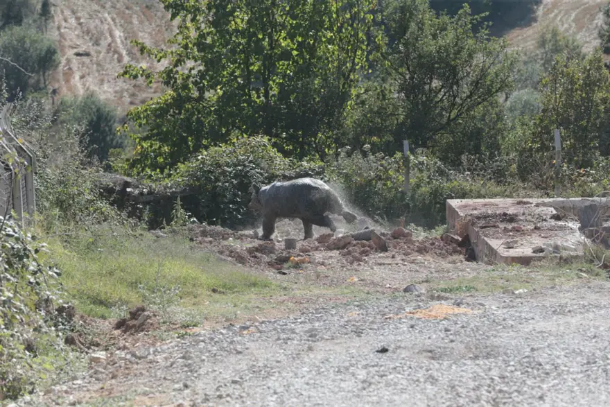 Bolu’da kuyuya düşen ayı 13 saat sonra kurtuldu 9