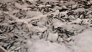 İstanbul'da bu sezon tonlarca balık satıldı