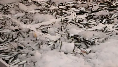 Hamsi ve sardalya bolluğu! Balıkçıların yüzünü güldürdü