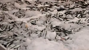 İstanbul'da bu sezon tonlarca balık satıldı