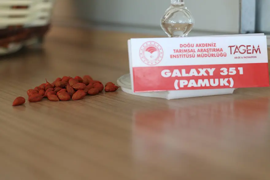 ERKEN HASAT EDİLİYOR 1