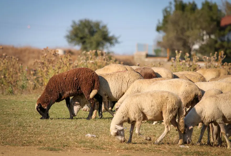 Keşan'da çiçek ve şarbon hastalığı alarmı: Hayvanların meraya çıkarılması yasaklandı 8